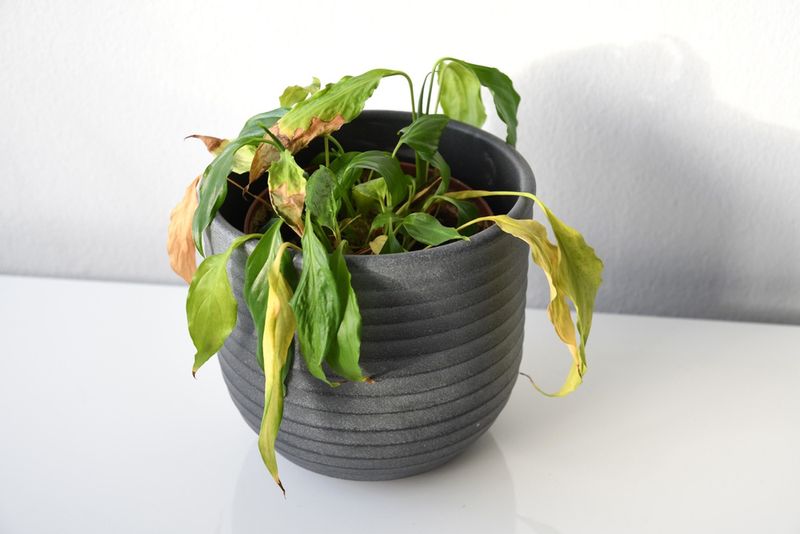 Address Underwatering