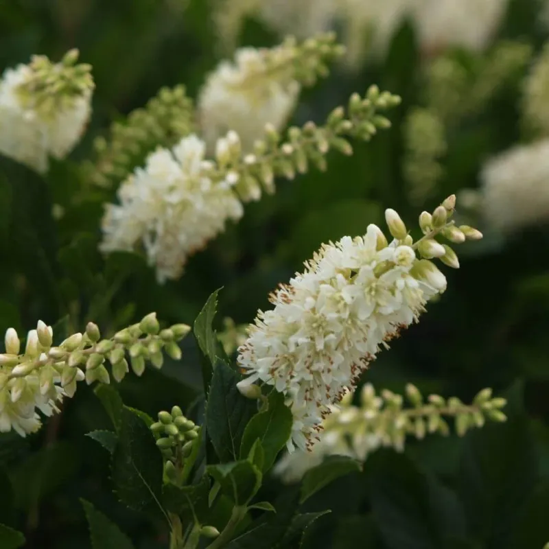 Summersweet (Clethra alnifolia)