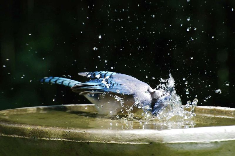 A Shallow, Clean Bird Bath