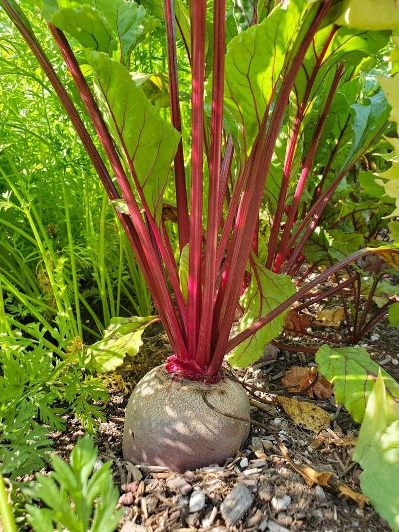Beets