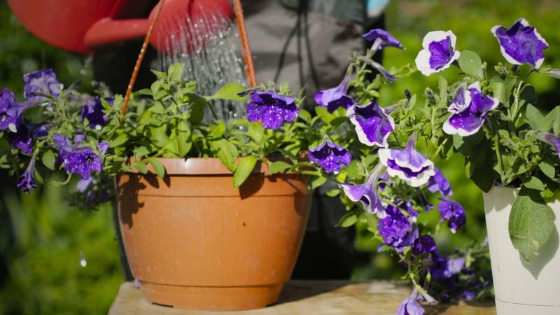Prioritize Watering Before Pruning