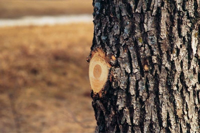 Making Flush Cuts Against the Trunk