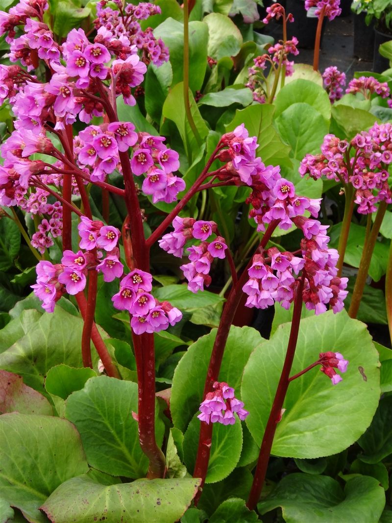 Bergenia (Bergenia cordifolia)