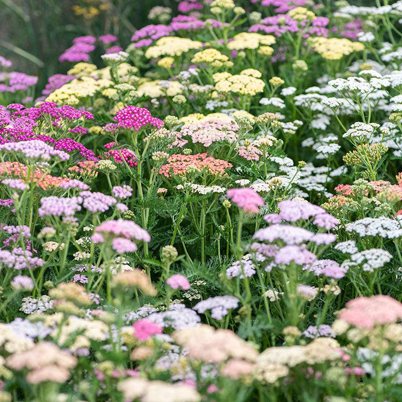 Yarrow (Achillea)