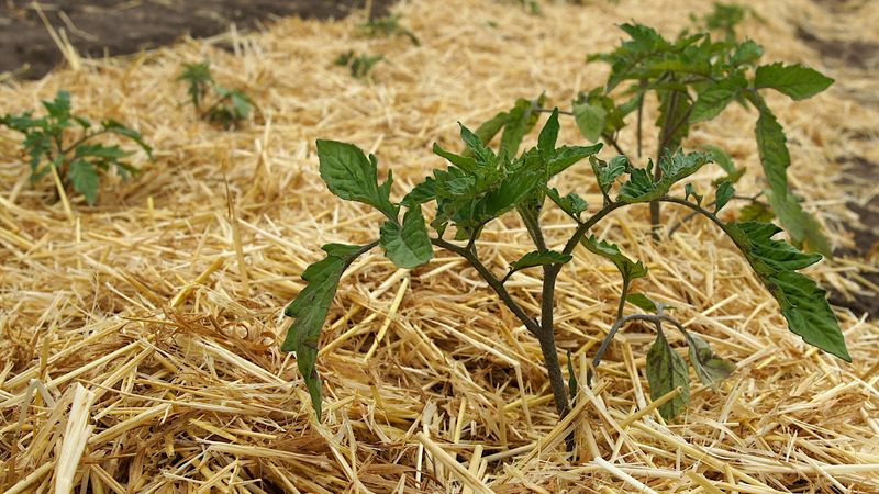 Mulch to Lock Moisture in the Ground