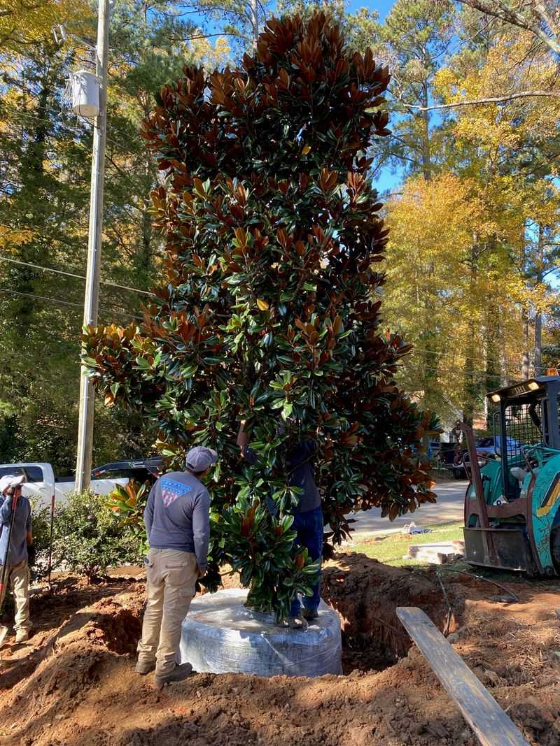 Fall is a sound window for planting a long-term screen
