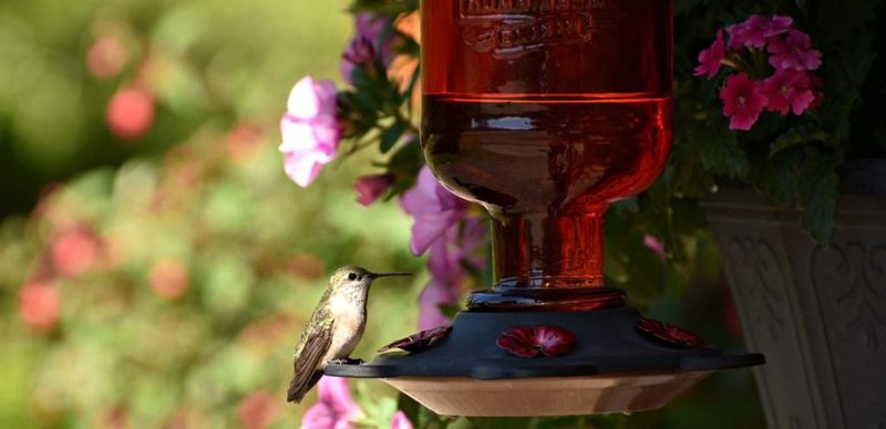 Shade and shelter help keep a feeder usable