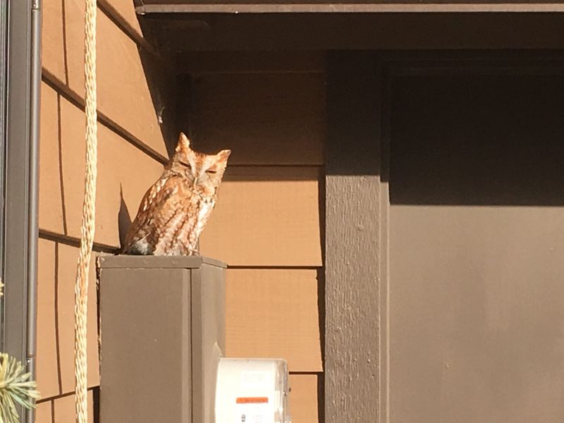 The owl does not certify your yard as rodent-rich or pesticide-free