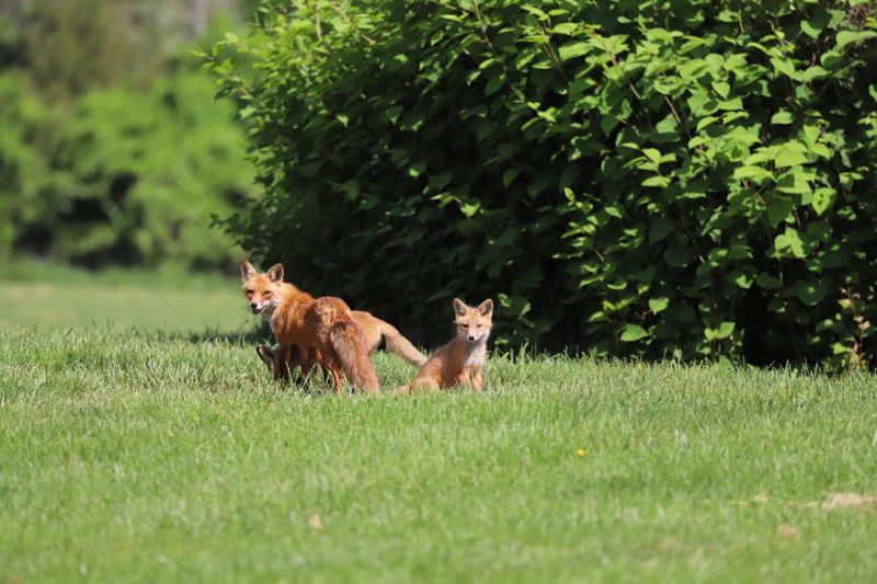 A normal sighting calls for distance, not a chase