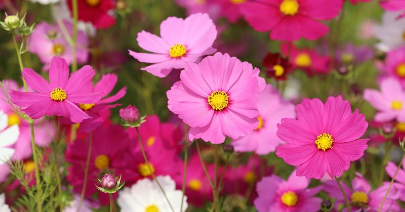 Cosmos