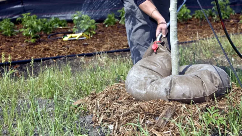 A Deep Pre-Dormancy Watering Paired With a Mulch Blanket