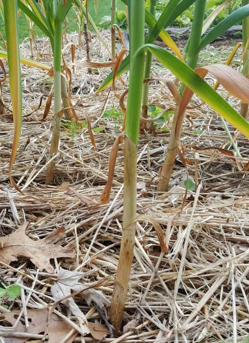 Harvest by Maturity Cues, Not a Fixed Month