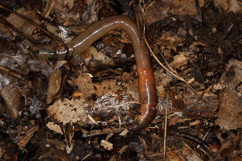 Some nightcrawlers carry plant residues into burrows