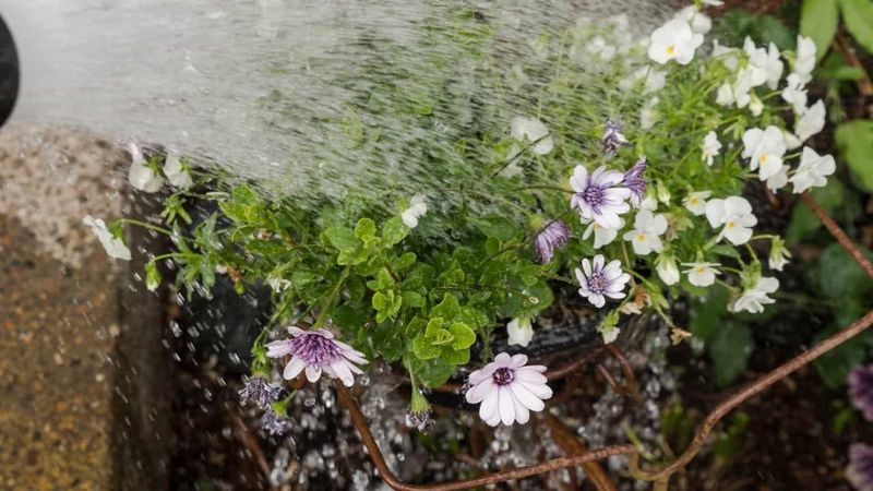 Overwatering or Poor Drainage