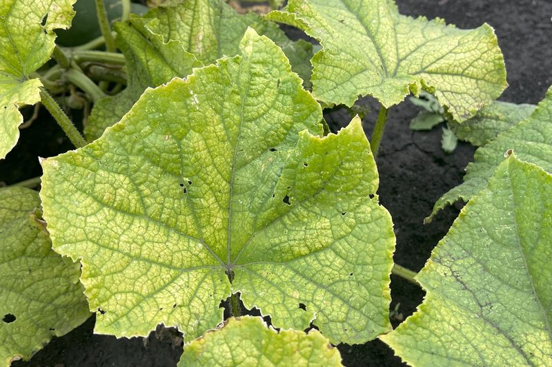 Reading the Leaves for Hidden Nutrient Trouble