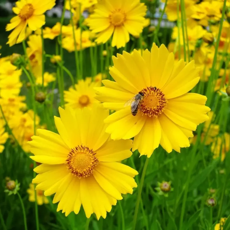 Coreopsis (Coreopsis lanceolata)