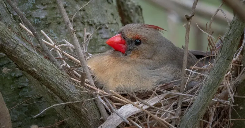 Safe Nesting Spots in Thick Foliage