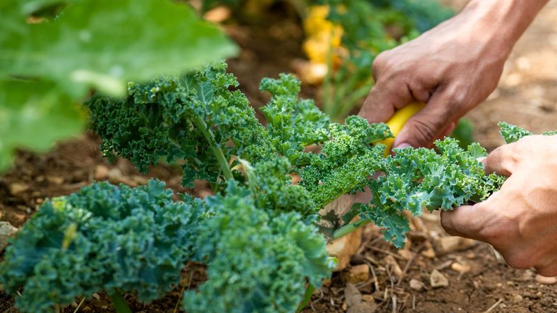 Harvest outer leaves while they are still tender
