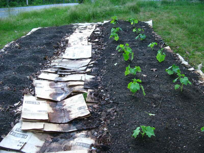 Use a paper barrier for new or renovated beds