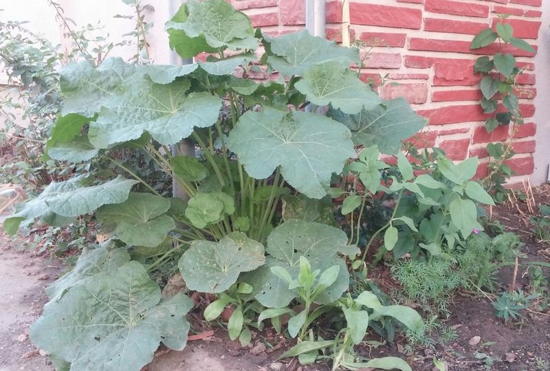 Why timely fall seedlings can flower the following summer