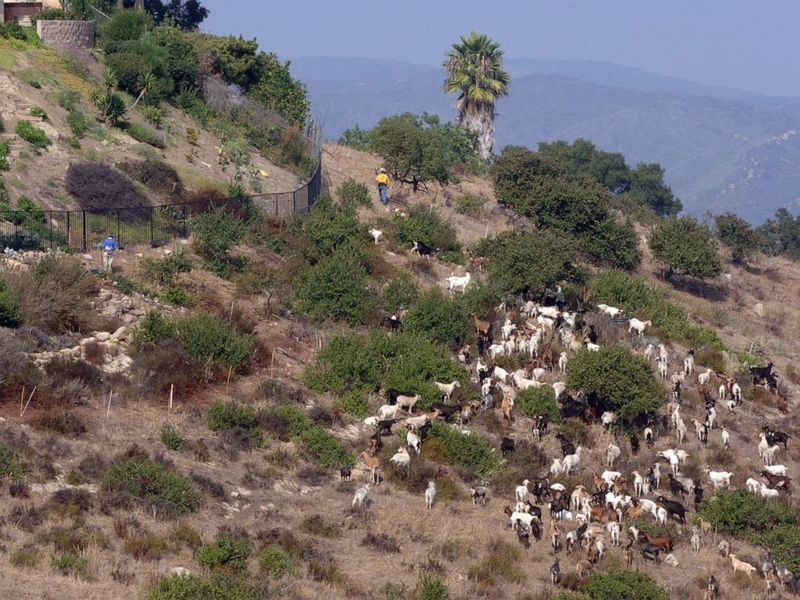 The 2,000-goat story does not describe one hillside