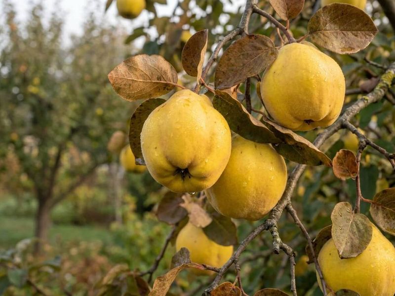 Let the fruit, not the calendar, signal harvest