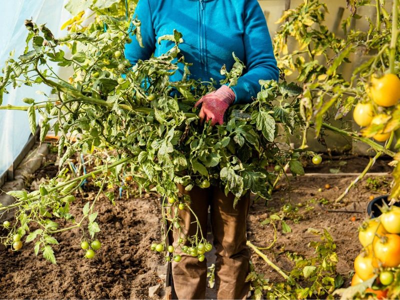 Tomatoes: Pull Spent Vines and Feed the Bed