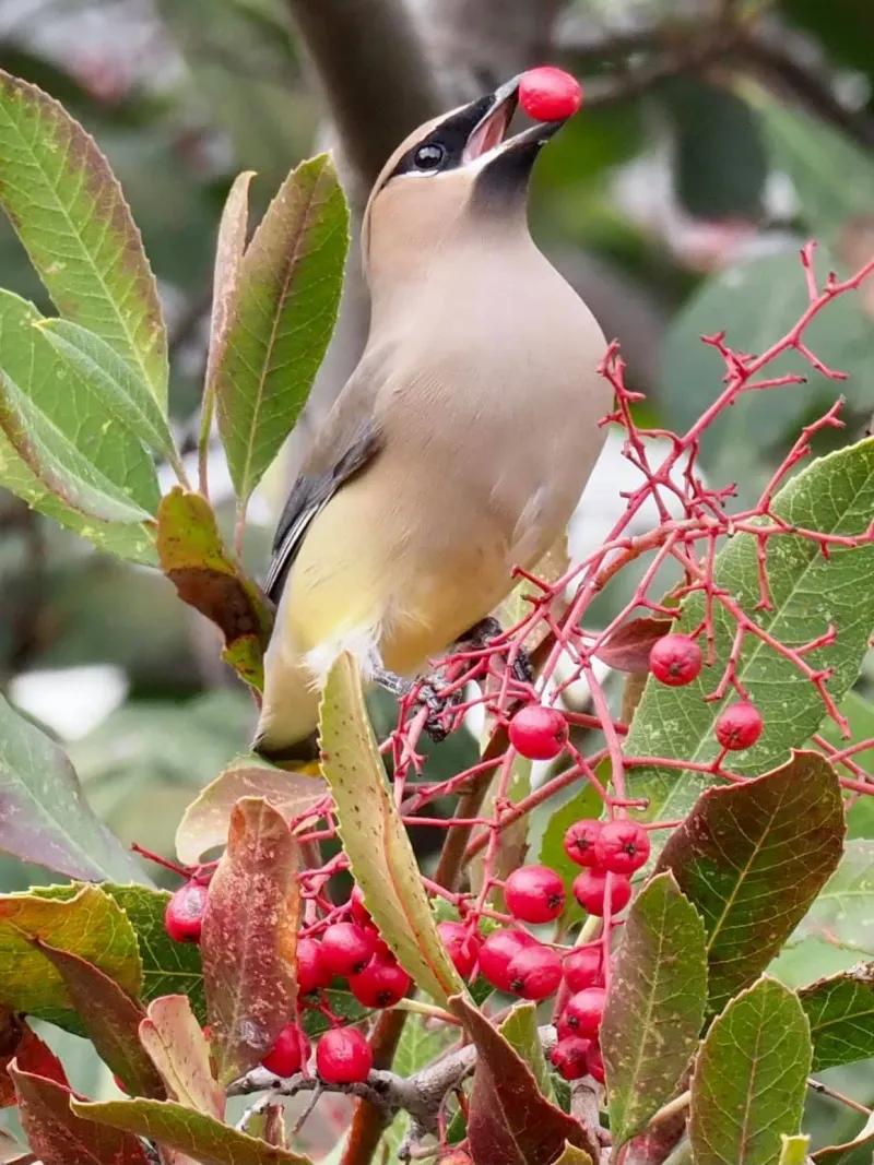 Cedar Waxwing