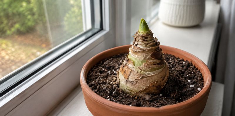 A mid-October start does not support a Christmas-bloom promise