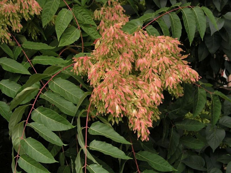Check the leaves and seed clusters before treating a tree