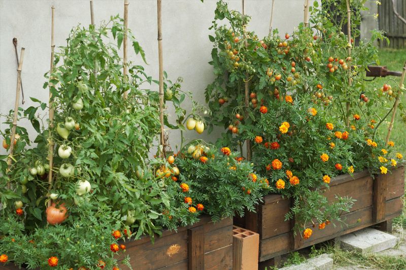 Plant a Ring of Basil and Marigolds