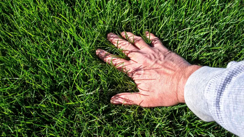 Account for the difference between overseeding and bare soil