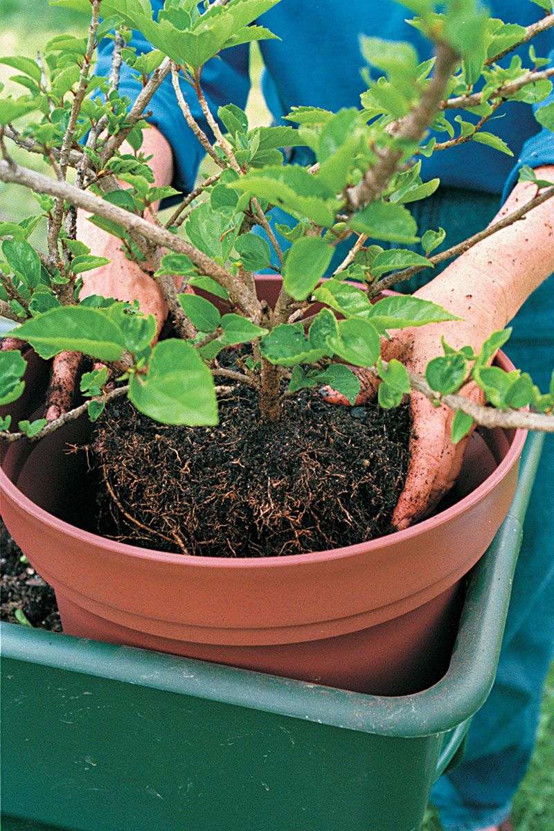 Repot into fresh mix without creating a wet oversized container