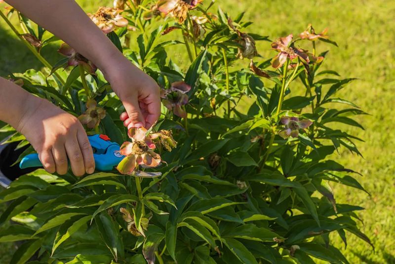Follow a simple after-bloom routine