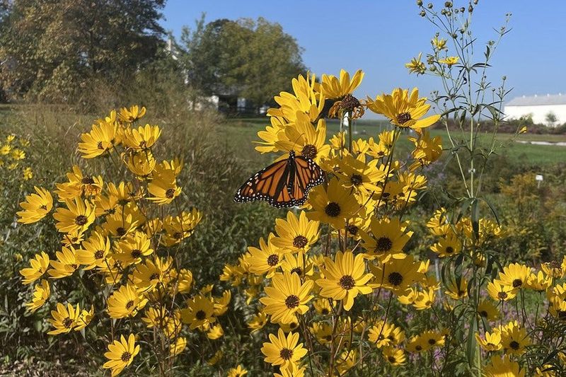 Decide whether your yard has room for this late-season performer