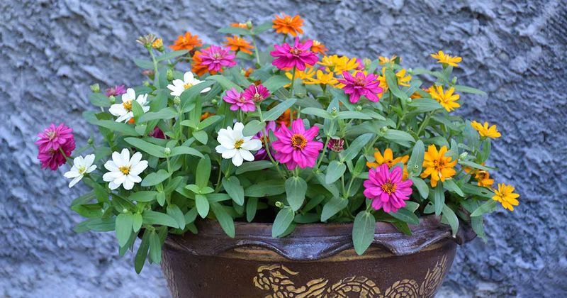 Zinnia