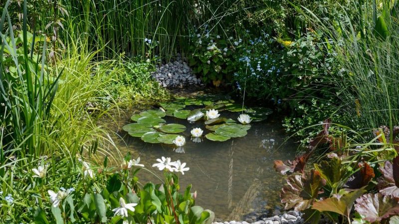 Choose pond management according to the habitat you want