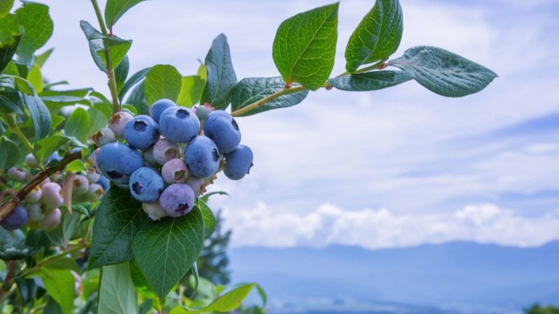 Polaris Blueberry
