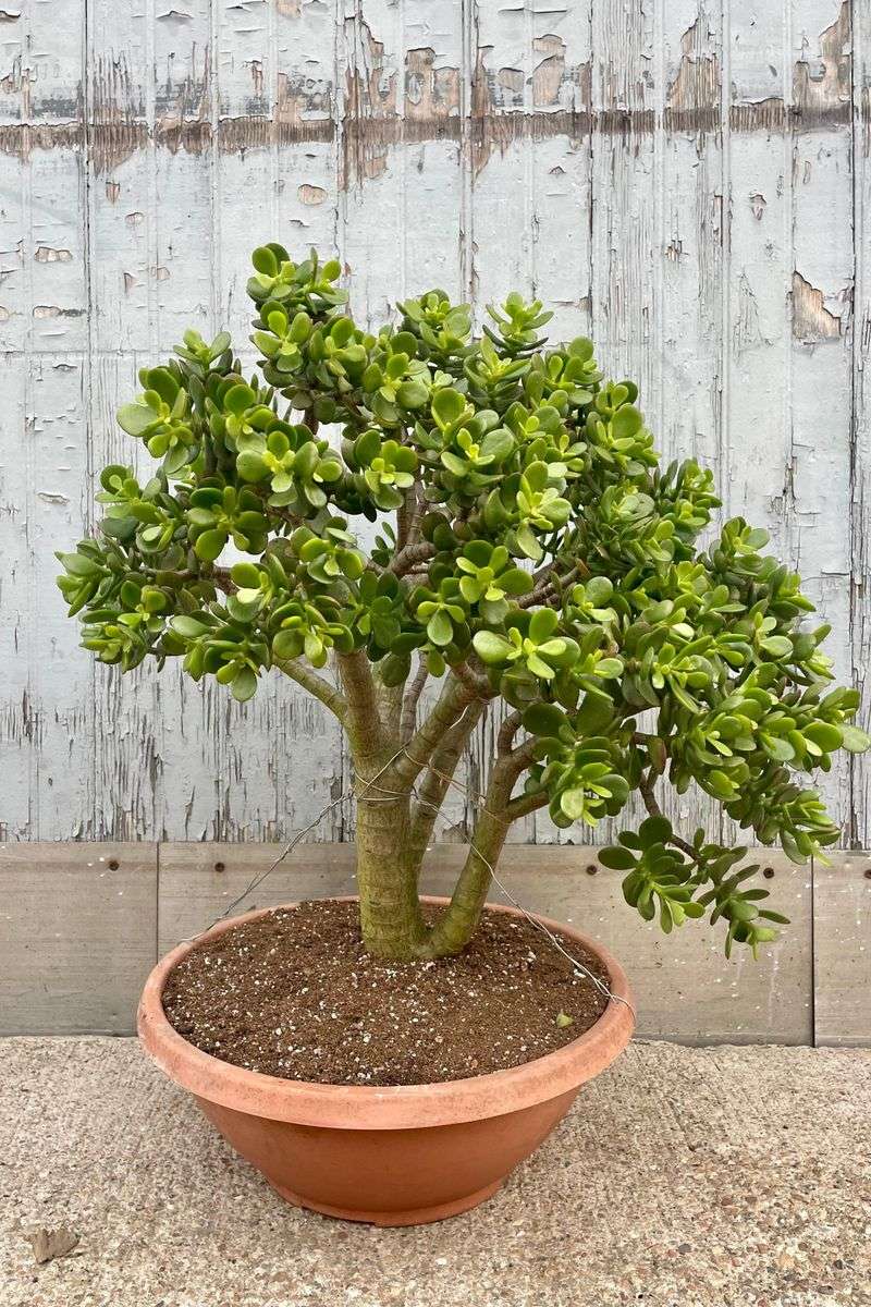 Jade Plant (Crassula ovata)