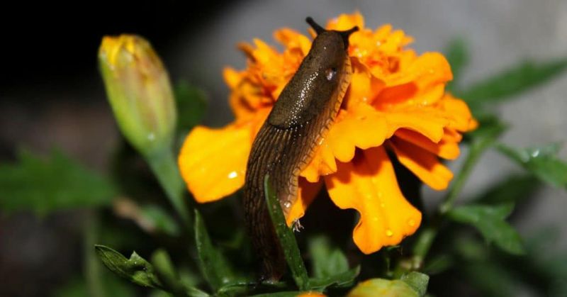 Acts as a Trap Crop for Slugs