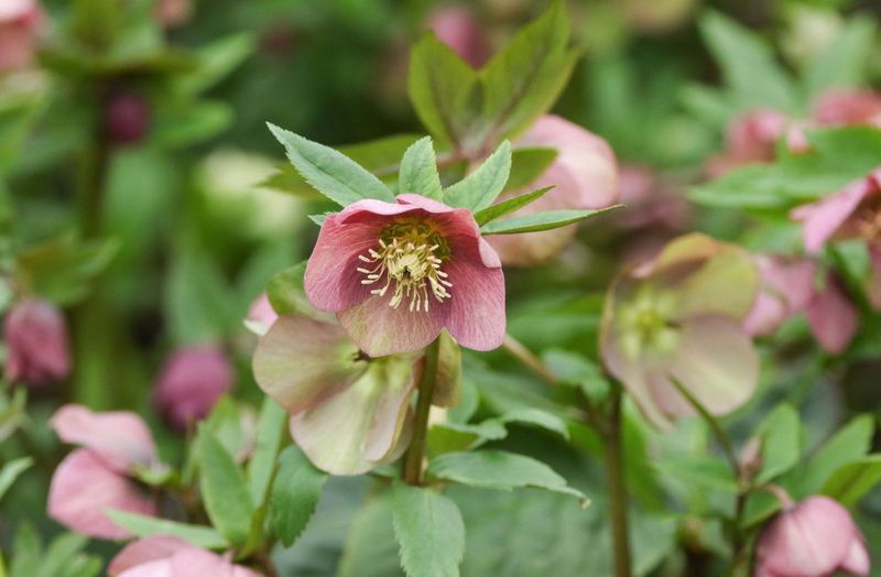 Hellebore (Lenten Rose)