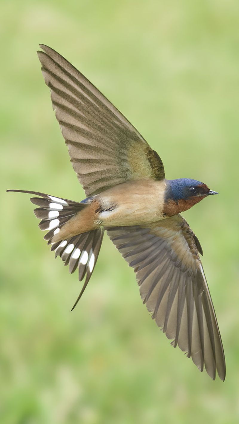 Swallows