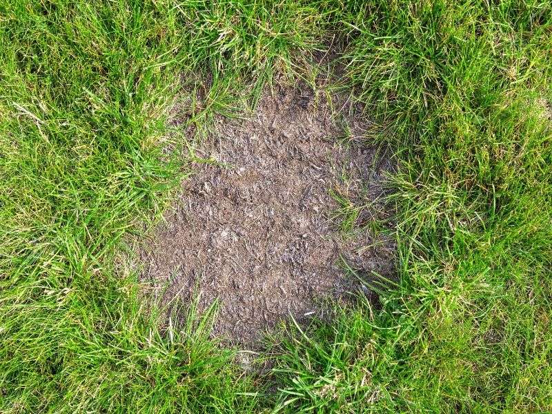 Dense turf leaves crabgrass less room to establish