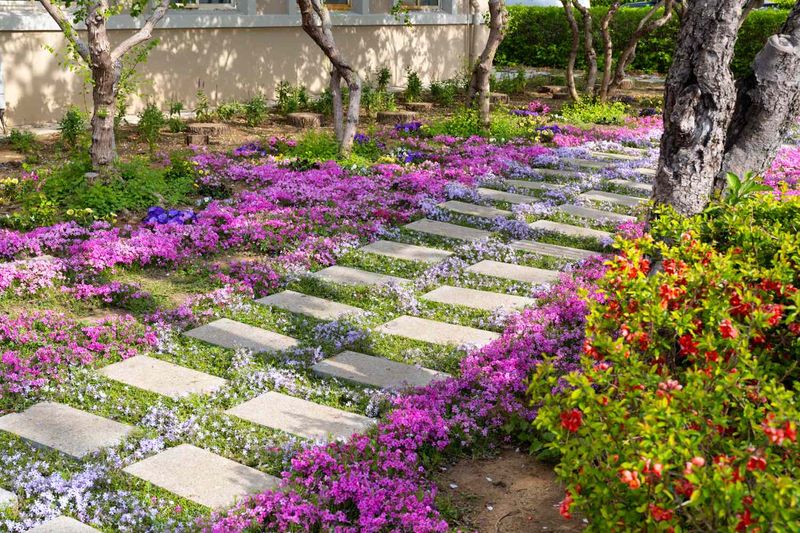 Creeping Phlox