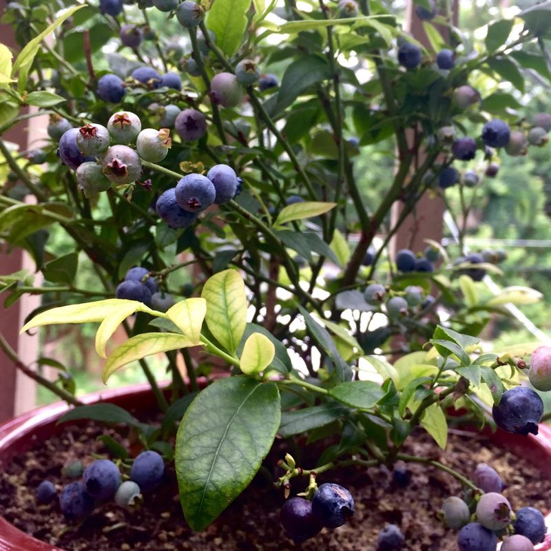 Top Hat Blueberry
