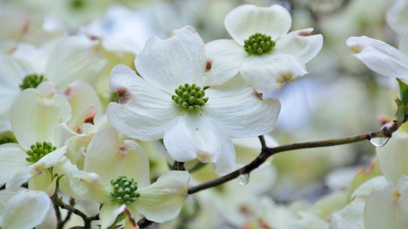 Skip automatic fertilizer as a bloom booster