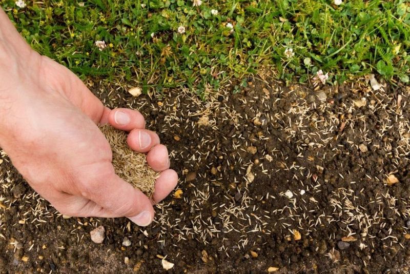 Mistake: Poor Seed-to-Soil Contact