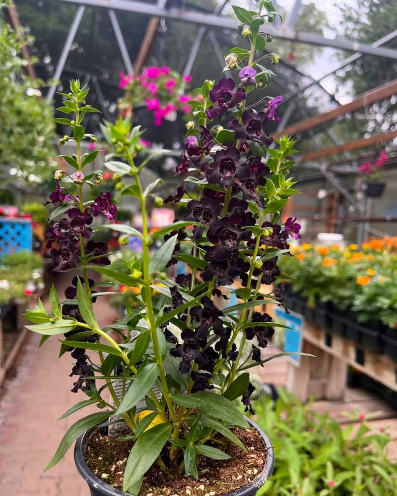 Angelonia (Summer Snapdragon)