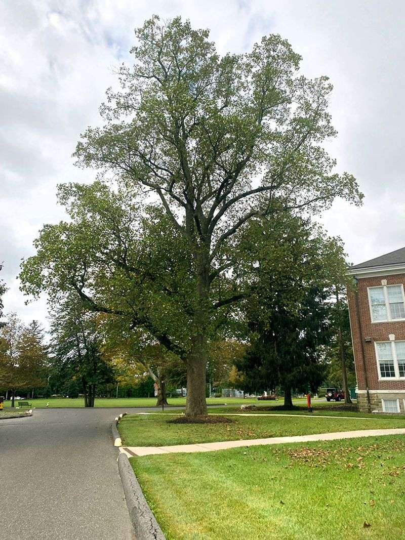 Check the site before planting a 100-foot tree
