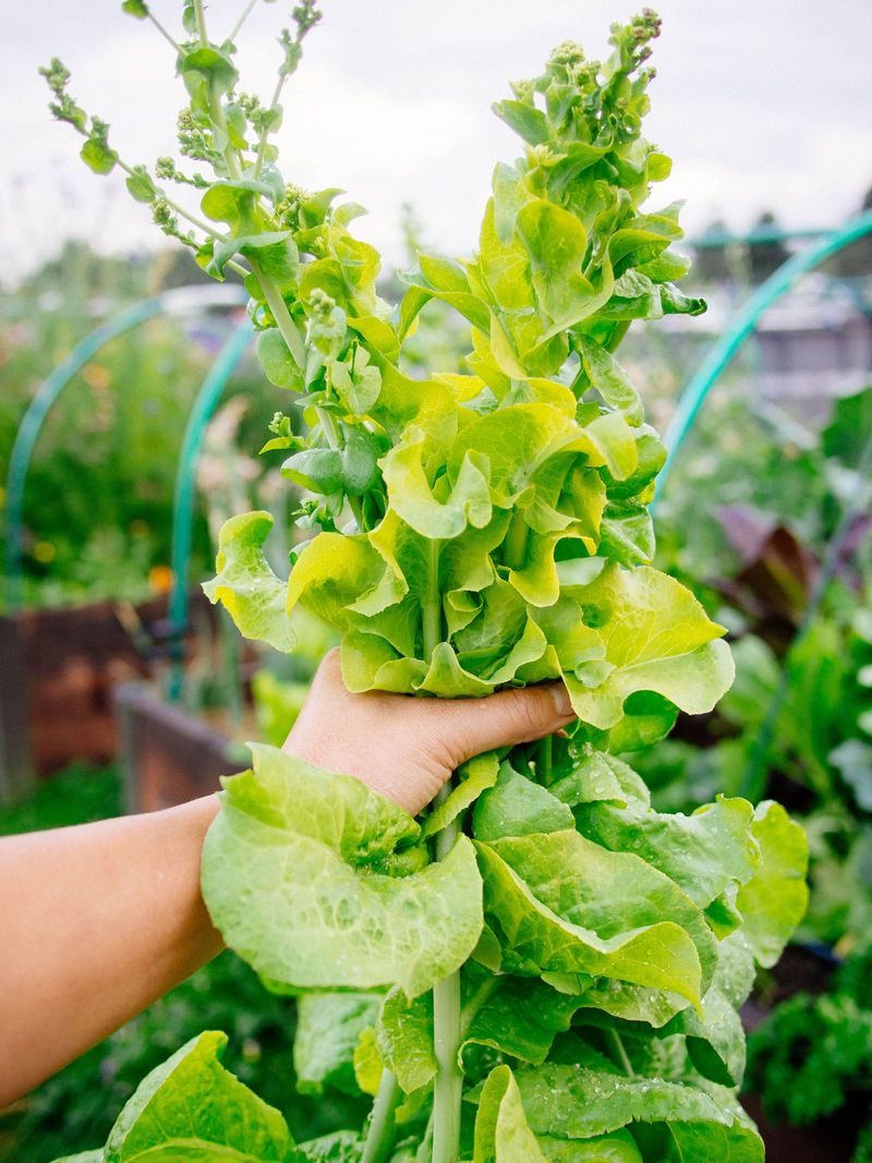 Harvest before bolting ruins leaf quality